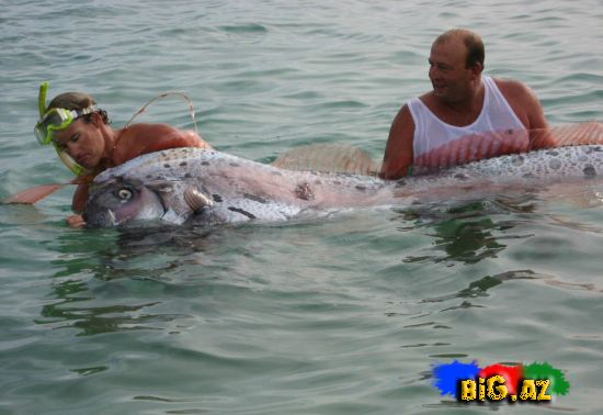 Bu balığın uzunluğu 5.5 metr-dir (Fotolar)