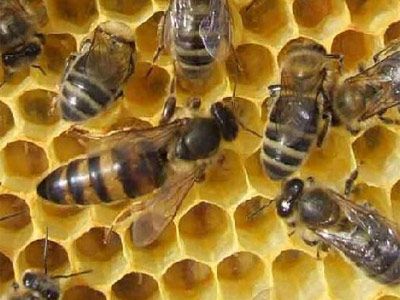 Arılar zamanı geri qaytara bilirlərmi?