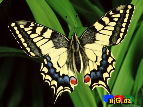 Kəpənəklər (Fotolar)