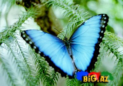 Kəpənəklər (Fotolar)