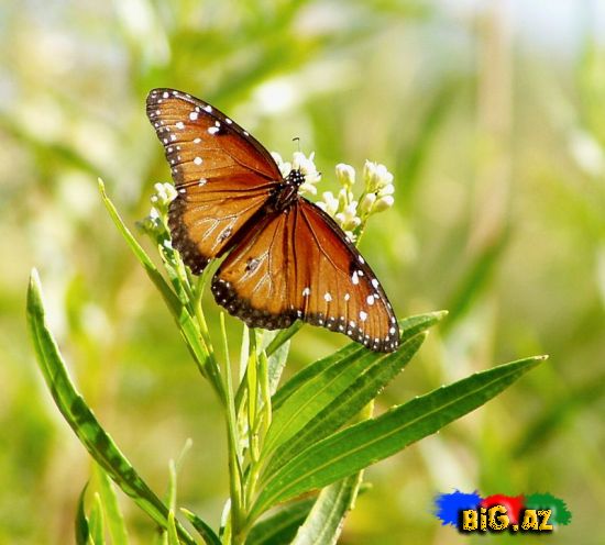 Kəpənəklər (Fotolar)