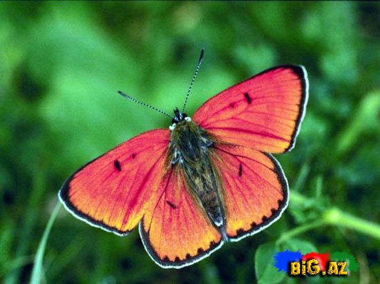 Kəpənəklər (Fotolar)