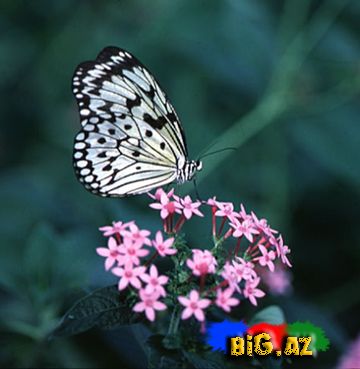 Kəpənəklər (Fotolar)