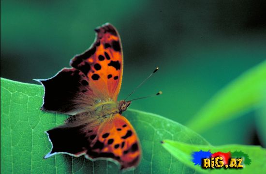 Kəpənəklər (Fotolar)