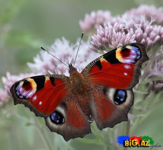 Kəpənəklər (Fotolar)