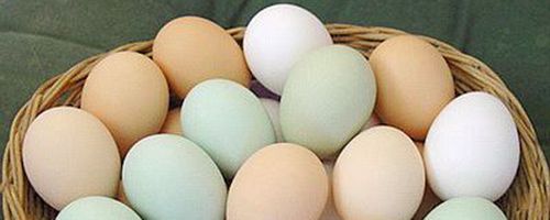 Birinci toyuq yaranıb, yoxsa yumurta?