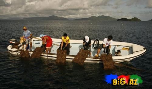 Filippinin Palavan adasında tapılan nadir qızıl mirvari (Fotolar)