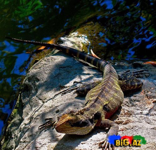Dünyanın ən gözəl və məşhur çin bağları (Fotolar)