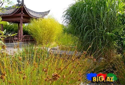 Dünyanın ən gözəl və məşhur çin bağları (Fotolar)