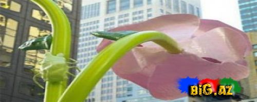 Süni bitkilər havanı zəhərli qazlardan təmizləyəcək