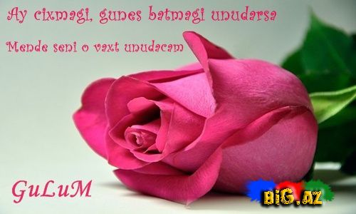 Gülüm (Yazılı şəkillər)