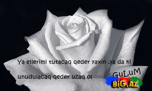 Gülüm (Yazılı şəkillər)