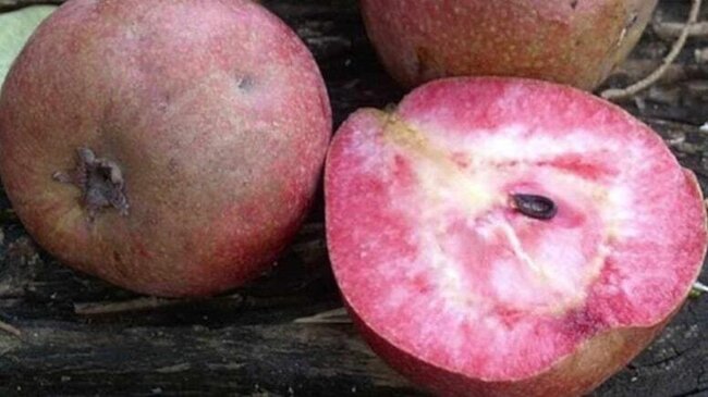 Kəsiləndə qırmızı, başqa torpaqda düm-ağ olur: Pulla belə satın almaq mümkün deyil