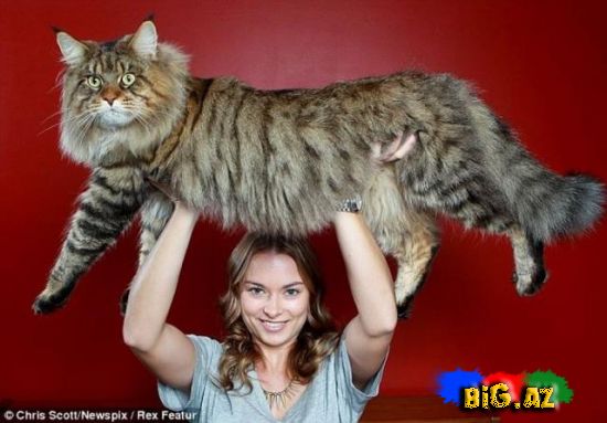 Dünyanın ən nəhəng pişiyi