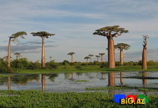Baobab qeyri adi ağaclar (Foto)