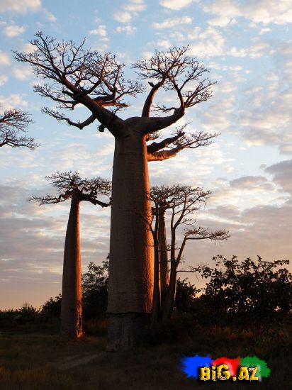 Baobab qeyri adi ağaclar (Foto)