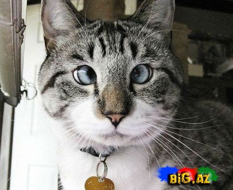 Dünyanın ən şirin çəpgöz pişiyi (Fotolar)