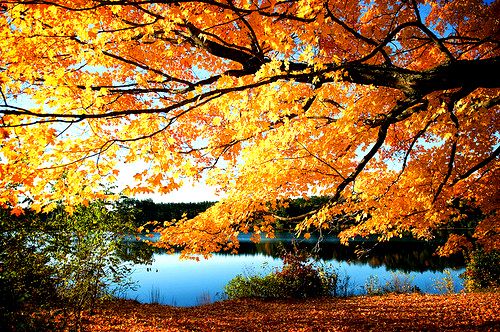 Autumn (Logosuz 40 Foto)