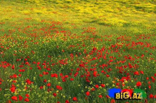 Maraqlı və gözəl fotolar 