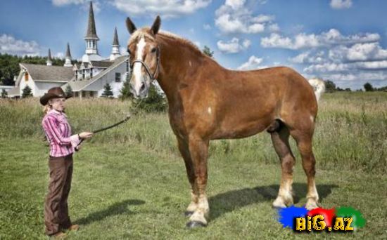 2013 Ginnesin Rekordlar kitabına düşənlər