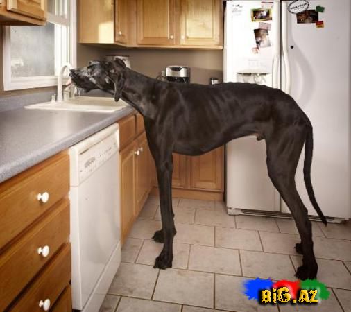 2013 Ginnesin Rekordlar kitabına düşənlər