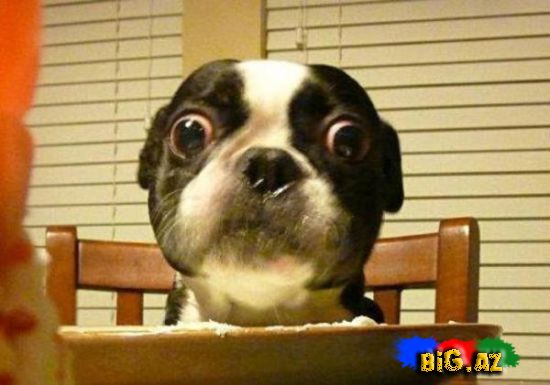 2013 Ginnesin Rekordlar kitabına düşənlər