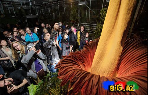 Dünyanın ən böyük gülü çiçək açıb (Foto)