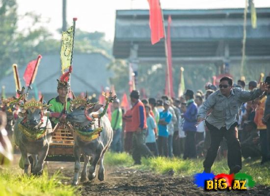 Bali adasında camış yarışı (Foto)