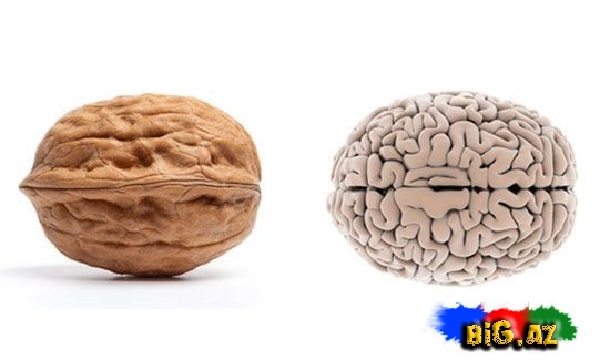 Qoz ləpəsi nə üçün insan beyninə bənzəyir?