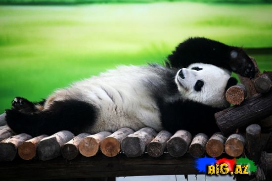 Bu ilin ilk əkiz pandaları doğulub