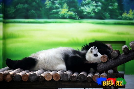 Pandalar belə istirahət edir (Foto)