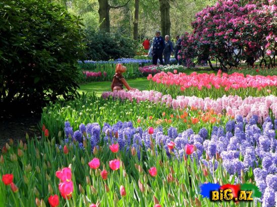 Hollandiyada güllər parkı (Foto+ Video)