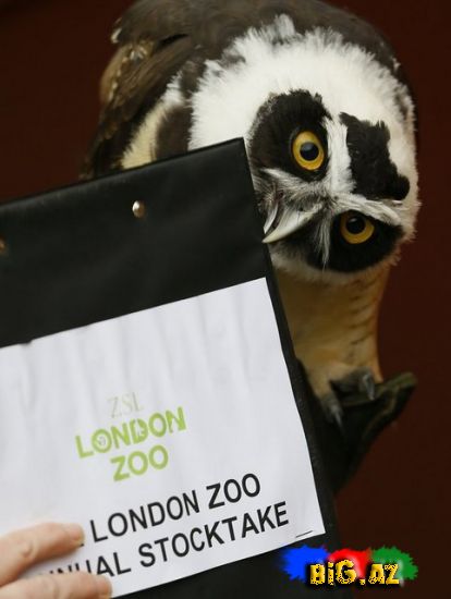 London zooparkının maraqlı sakinləri (Foto)
