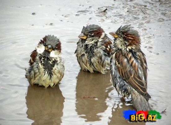 Yağışda islanan quşlar (Foto)