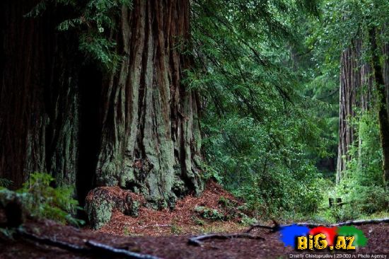 California - Milli Park Redwoodda gəzinti (Foto)