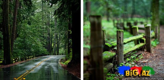 California - Milli Park Redwoodda gəzinti (Foto)