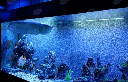 Bakıda akvarium sərgisi açıldı (Foto)