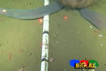 Dünyagörmüş bioloqların bacarmadığını 14 yaşlı yeniyetmə etdi (Video)
