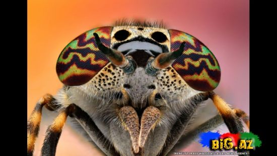 Gözlərə bax, gözlərə (Fotolar)