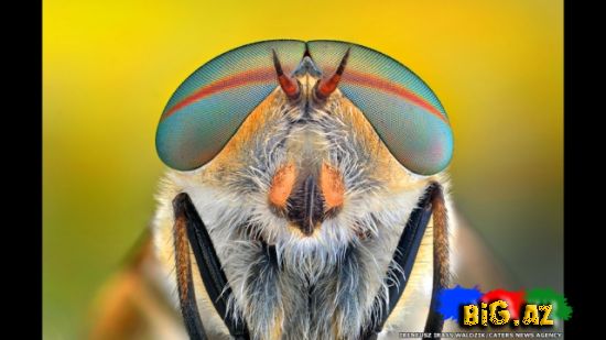 Gözlərə bax, gözlərə (Fotolar)