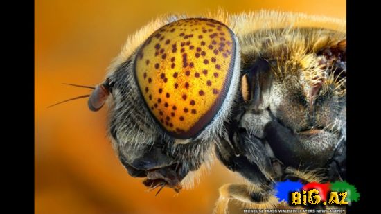 Gözlərə bax, gözlərə (Fotolar)