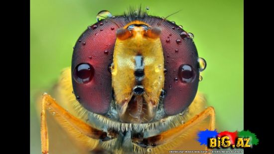 Gözlərə bax, gözlərə (Fotolar)