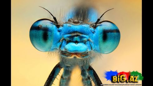 Gözlərə bax, gözlərə (Fotolar)