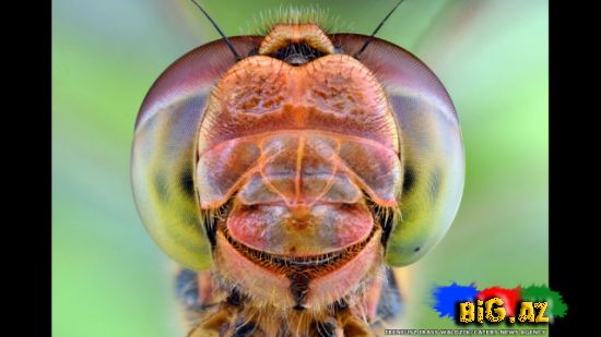 Gözlərə bax, gözlərə (Fotolar)