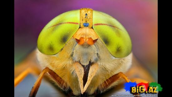 Gözlərə bax, gözlərə (Fotolar)