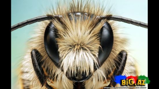 Gözlərə bax, gözlərə (Fotolar)