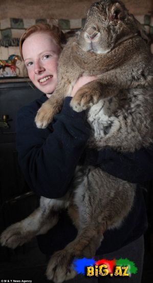Dünyanın ən kök dovşanı (Fotolar)