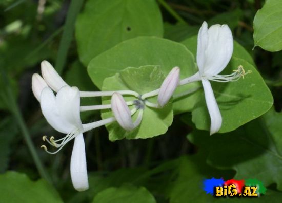 Qızıl haqqında maraqlı faktlar (Fotolar)