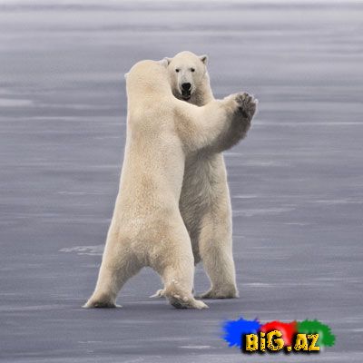 Qütb ayıları "tanqo" oynayır..(Foto, Video)