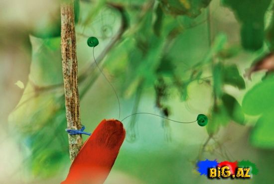 Cənnət quşu! (Fotolar)